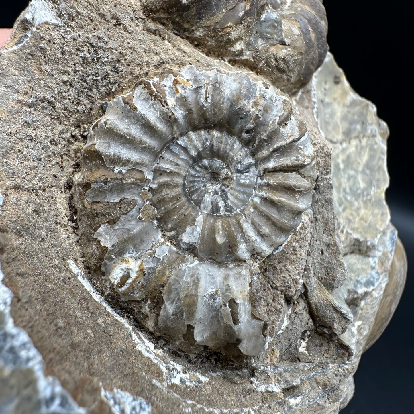 Androgynoceras capricornus Ammonite fossil - Whitby, North Yorkshire Jurassic Coast Yorkshire Fossils