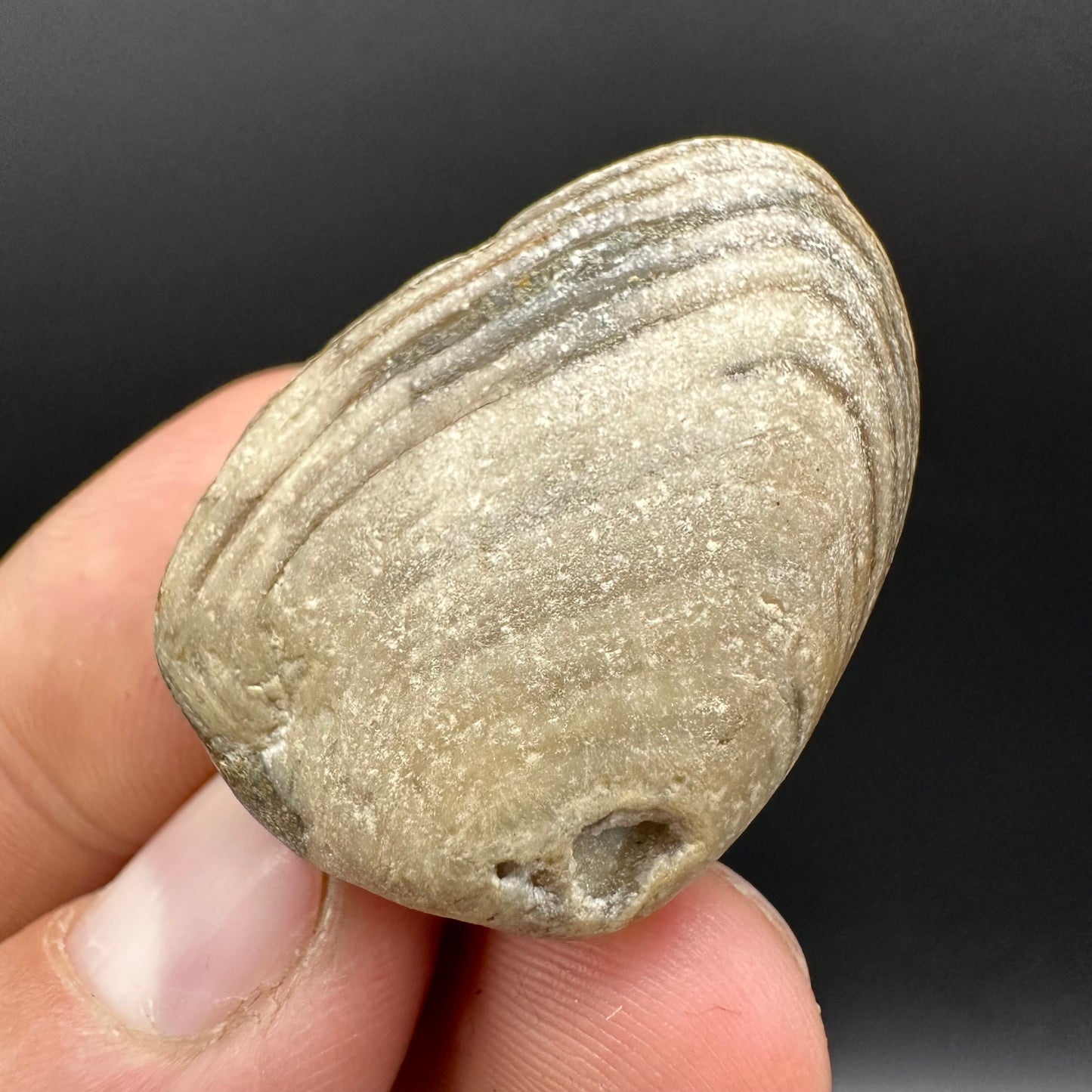 Shell fossil with box and stand - Whitby, North Yorkshire, Jurassic Coast, Yorkshire Fossils