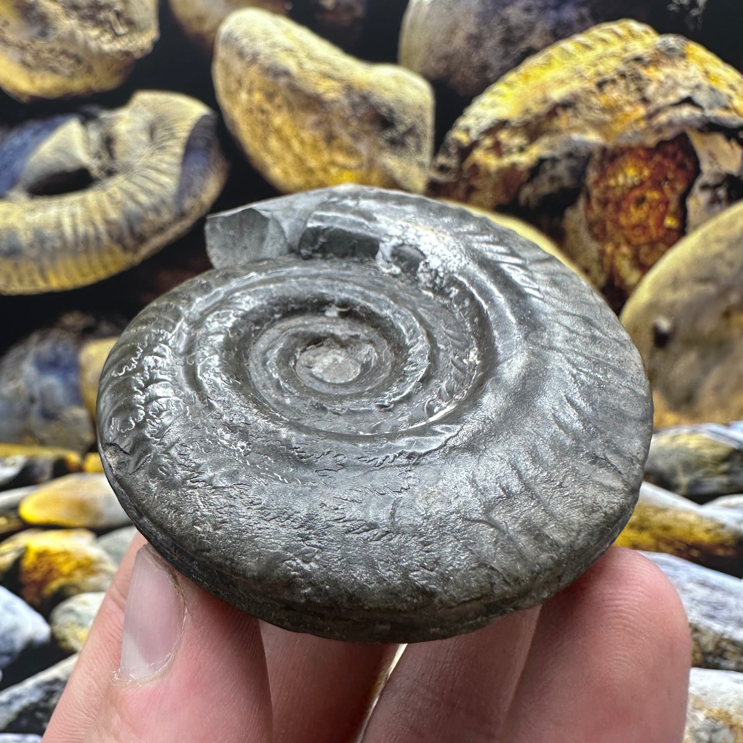 Hildoceras lusitanicum ammonite fossil - Whitby, North Yorkshire Jurassic Coast, Yorkshire Fossils