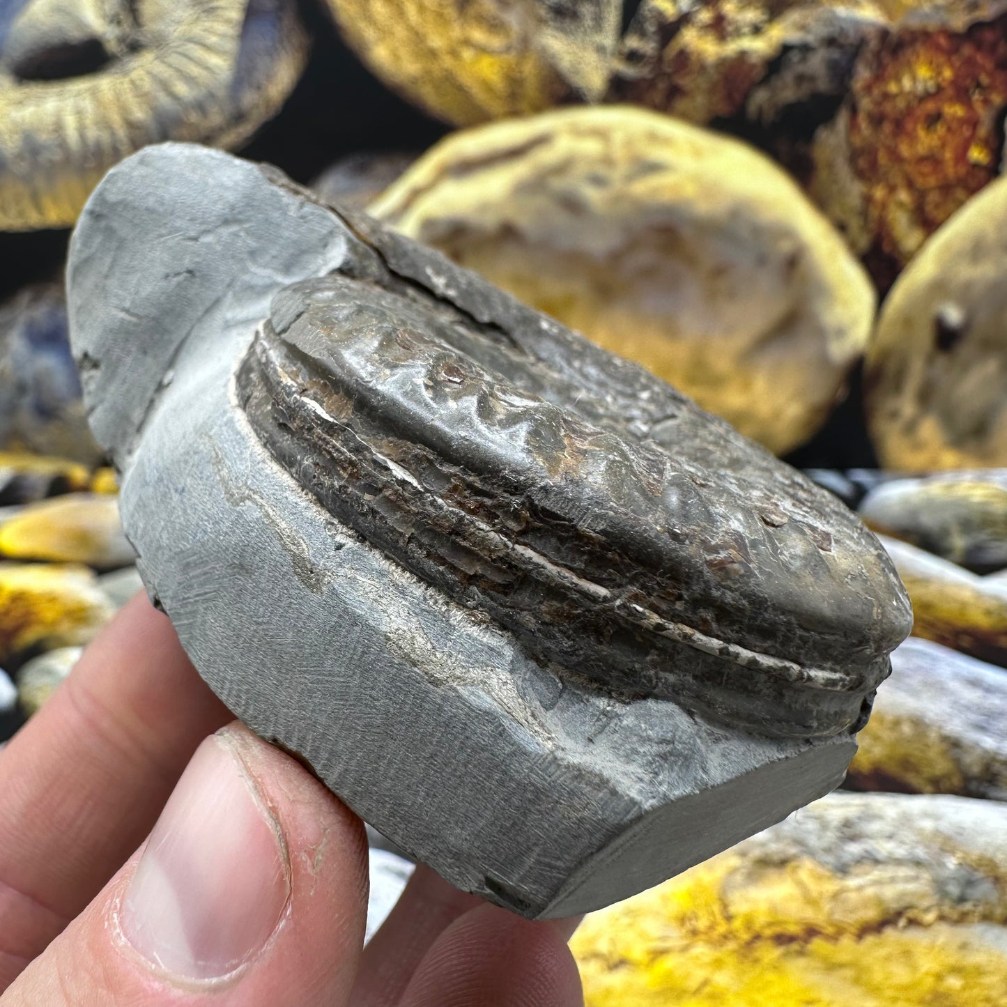 Hildoceras lusitanicum ammonite fossil - Whitby, North Yorkshire, Jurassic Coast, Yorkshire Fossils