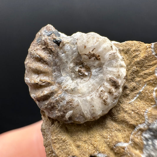 Androgynoceras capricornus Ammonite Fossil With Stand - Whitby, North Yorkshire Jurassic Coast Yorkshire Fossils