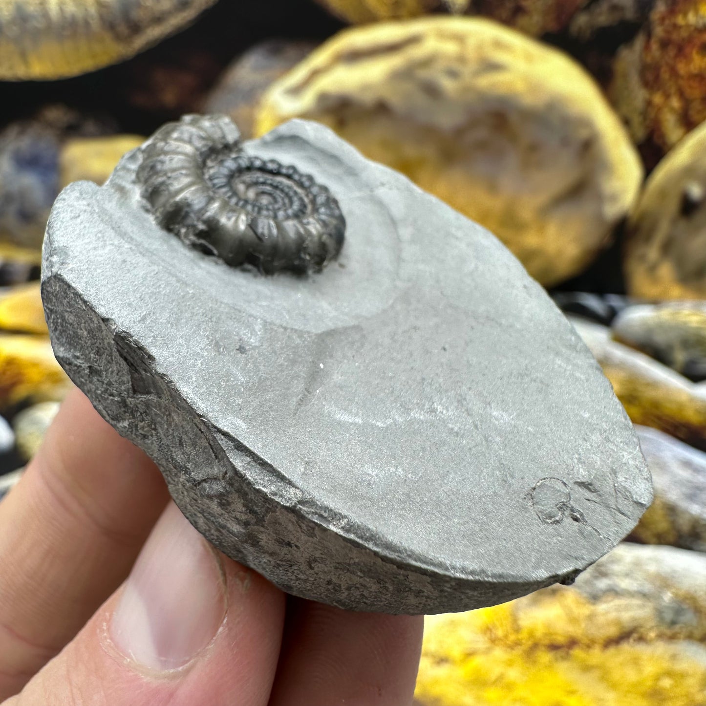 Gagaticeras ammonite fossil - Whitby, North Yorkshire Jurassic Coast Yorkshire Fossils