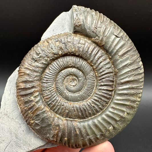 Dactylioceras Ammonite Fossil With Box And Stand - Whitby, North Yorkshire Jurassic Coast Yorkshire Fossils
