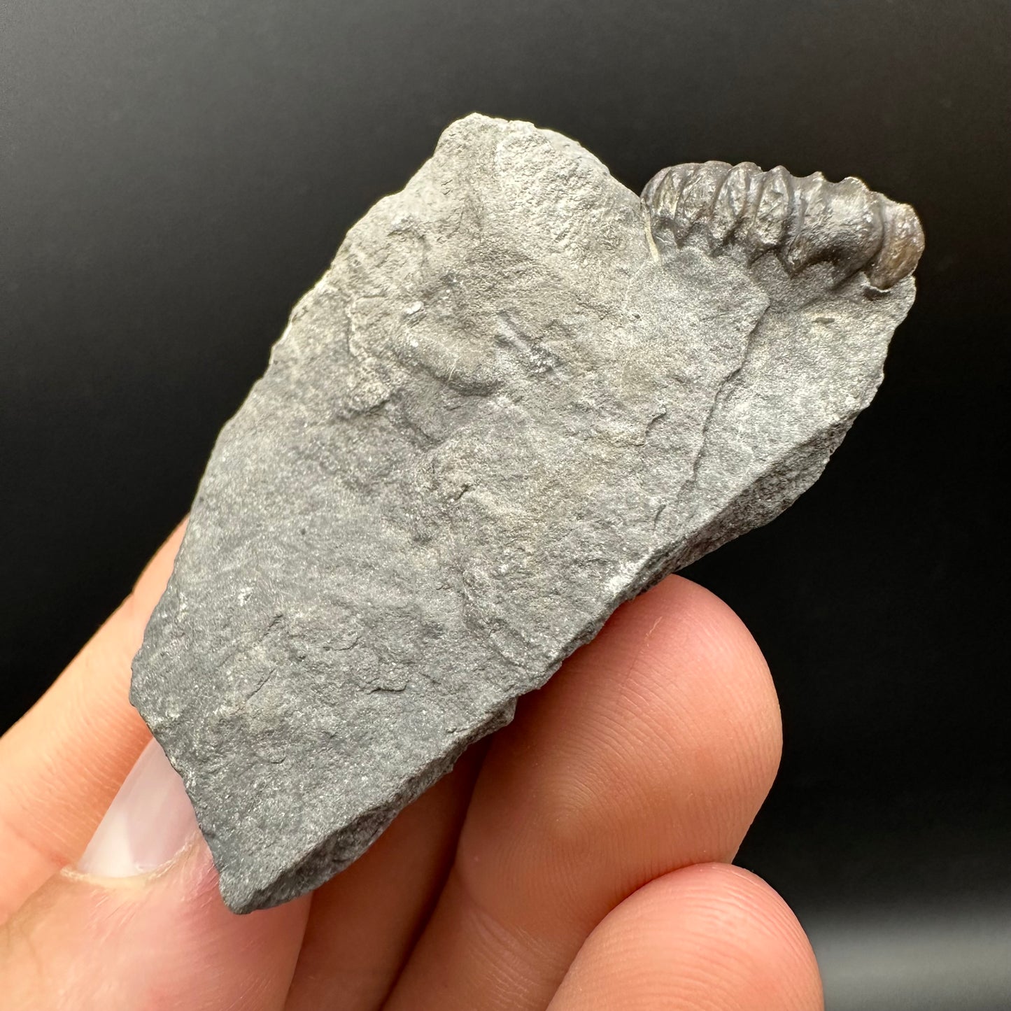 Promicroceras Ammonite shell fossil with box and stand - Whitby, North Yorkshire Jurassic Coast Yorkshire Fossils