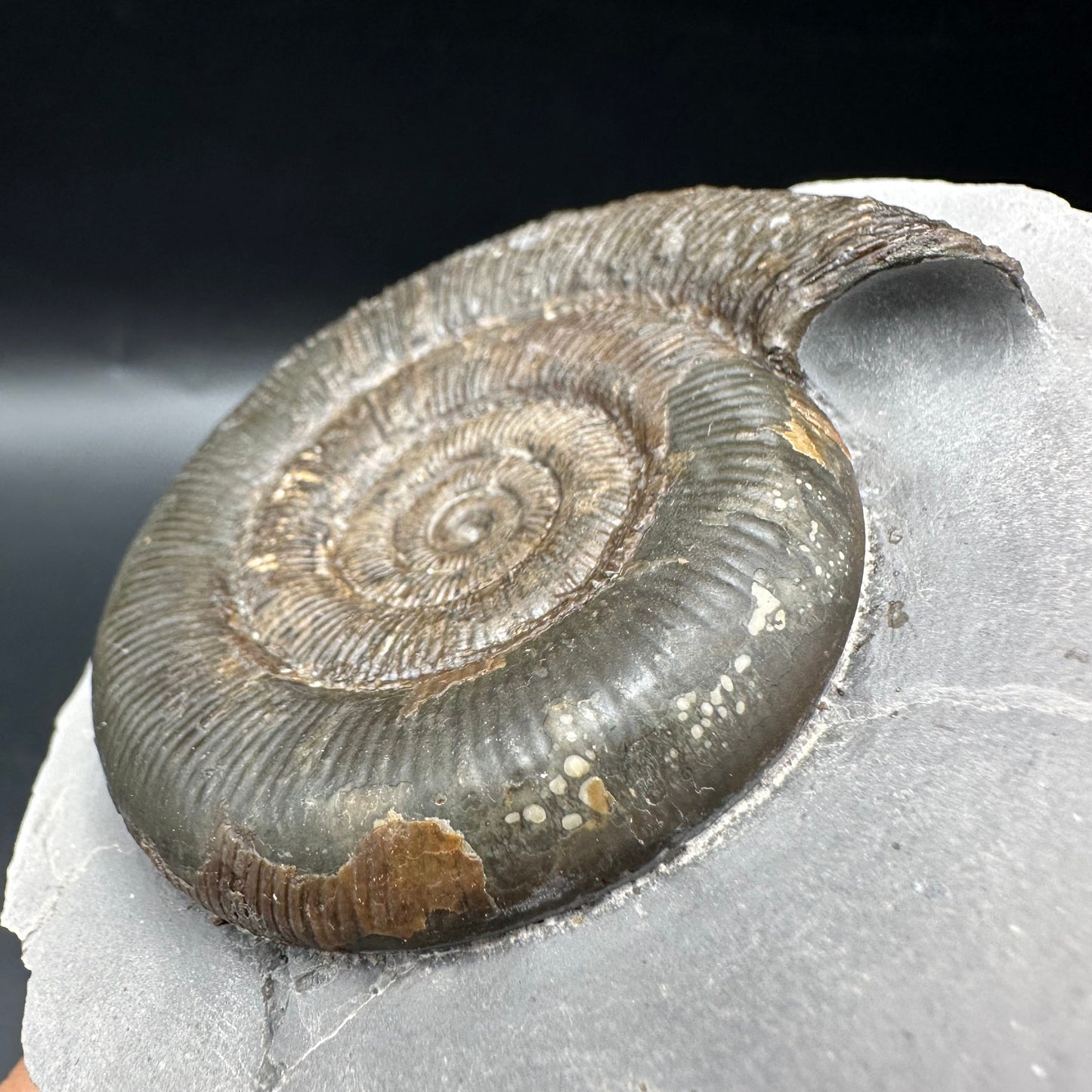 Dactylioceras tenuicostatum Ammonite fossil with box and stand - Whitby, North Yorkshire Jurassic Coast