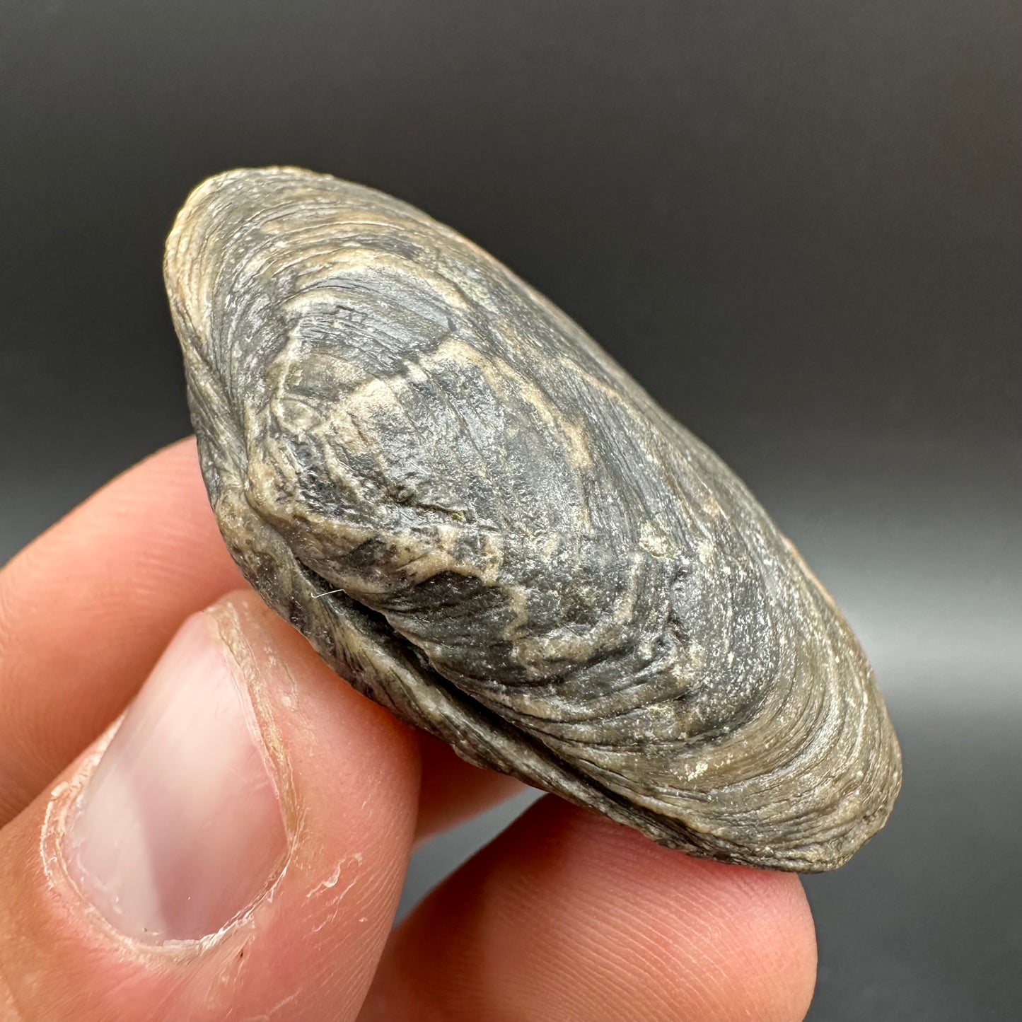 Shell fossil with box and stand - Whitby, North Yorkshire, Jurassic Coast, Yorkshire Fossils