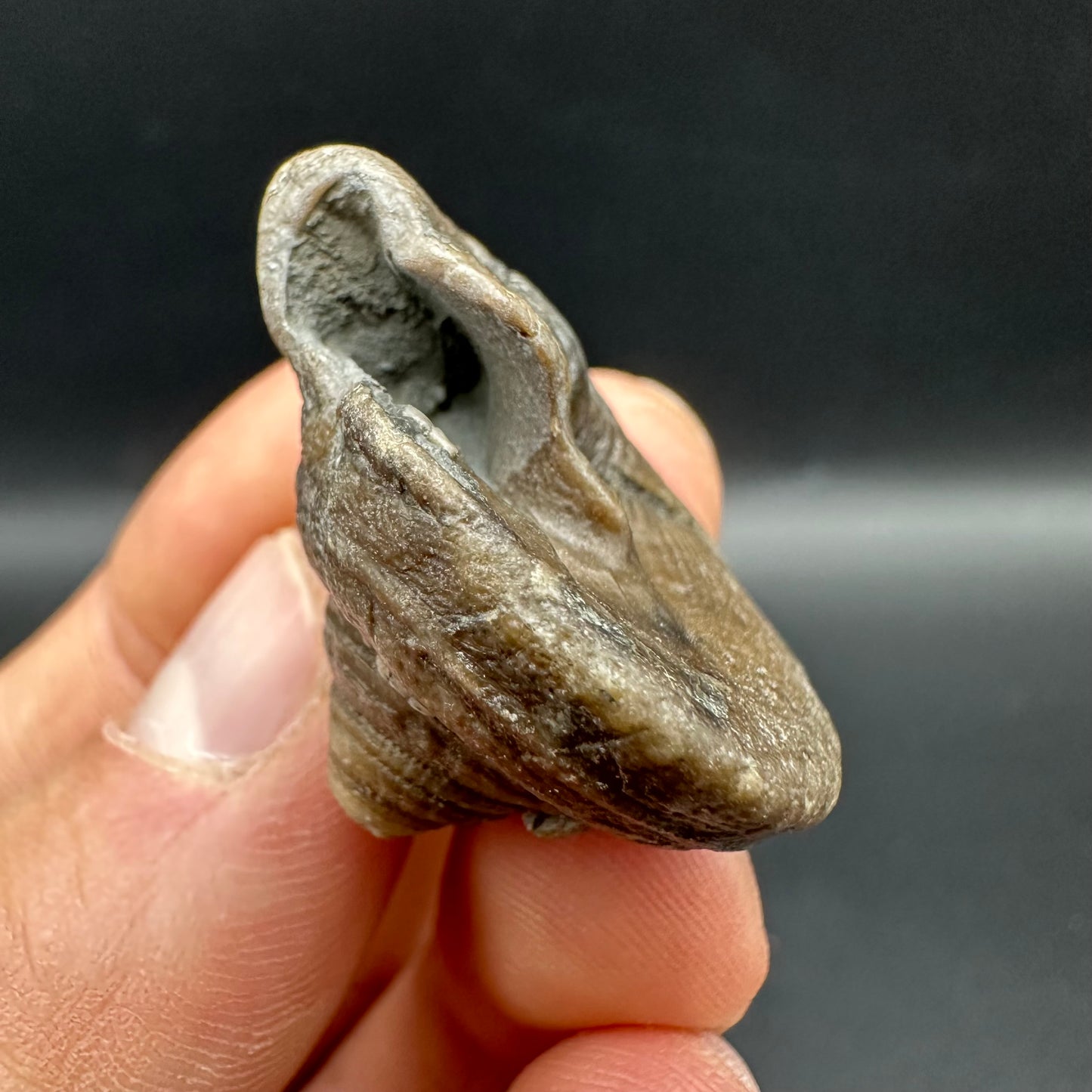 Gastropod Shell Fossil With Box And Stand - Whitby, North Yorkshire, Jurassic Coast, Yorkshire Fossils