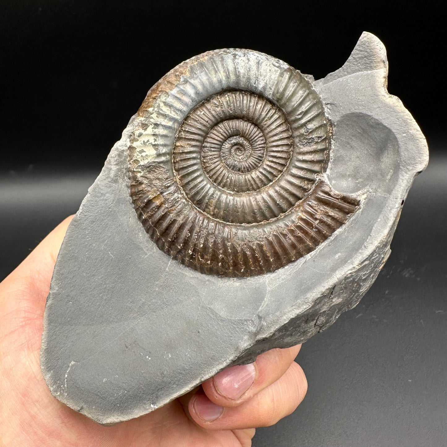Dactylioceras Ammonite nodule (split pair) Fossil With Stand - Whitby, North Yorkshire Jurassic Coast Yorkshire Fossils