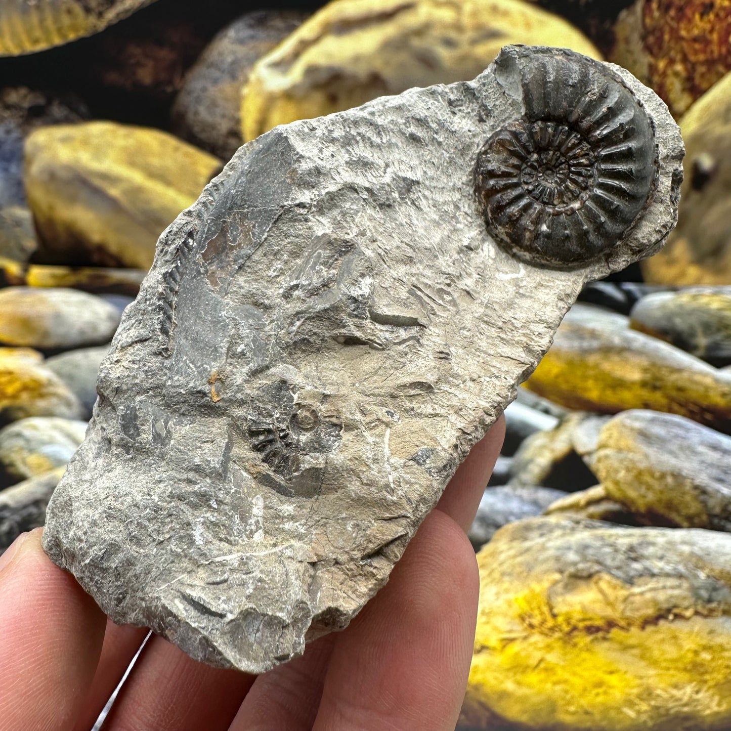 Amaltheus striatus ammonite fossil - Whitby, North Yorkshire