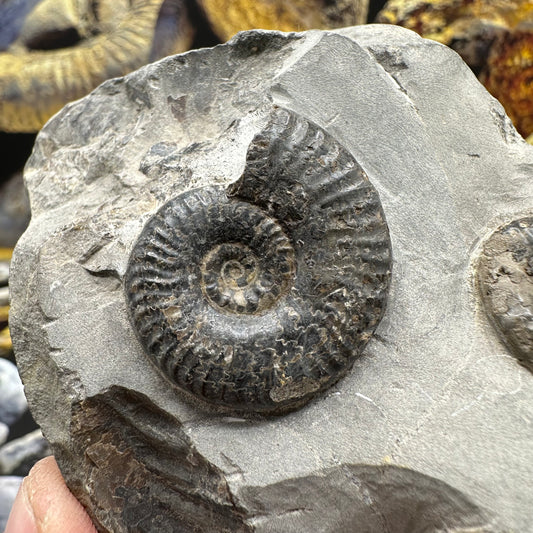Grammoceras thoaurense ammonite shell fossil - Whitby, North Yorkshire