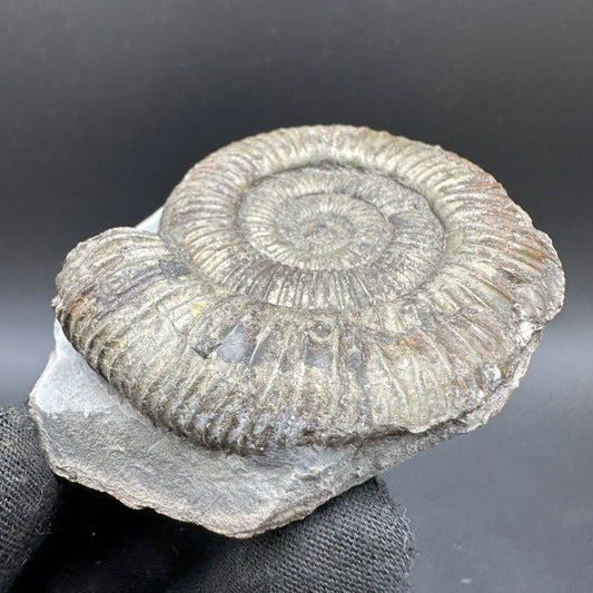 Dactylioceras Ammonite Fossil With Box And Stand - Whitby, North Yorkshire Jurassic Coast Yorkshire Fossils