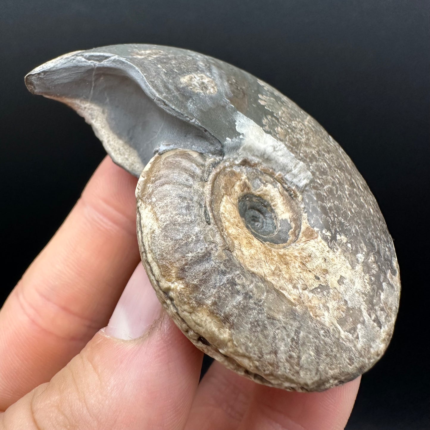 Eleganticeras Elegantulum ammonite fossil with box and stand - Whitby, North Yorkshire Jurassic Coast, Yorkshire Fossils