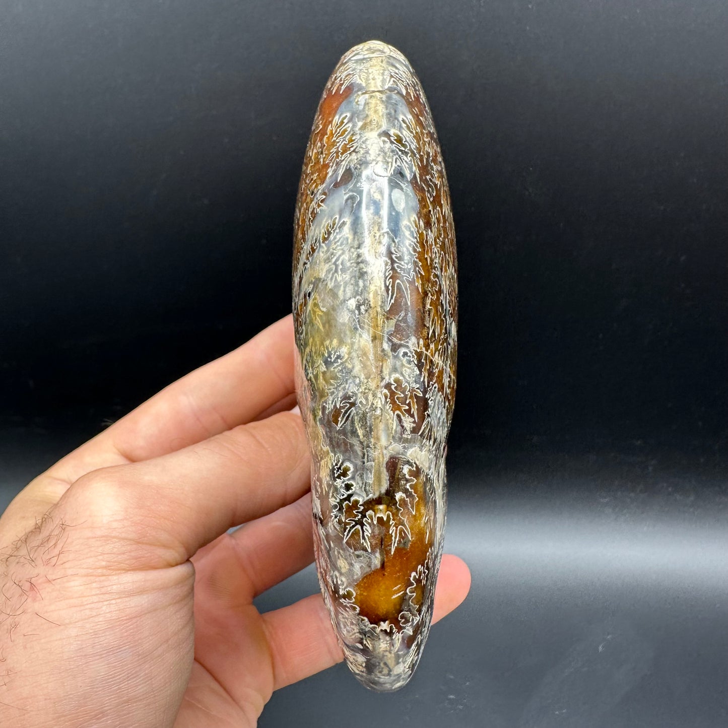 Cleoniceras Ammonite Fossil With Stand - Cretaceous Ammonite Madagascar