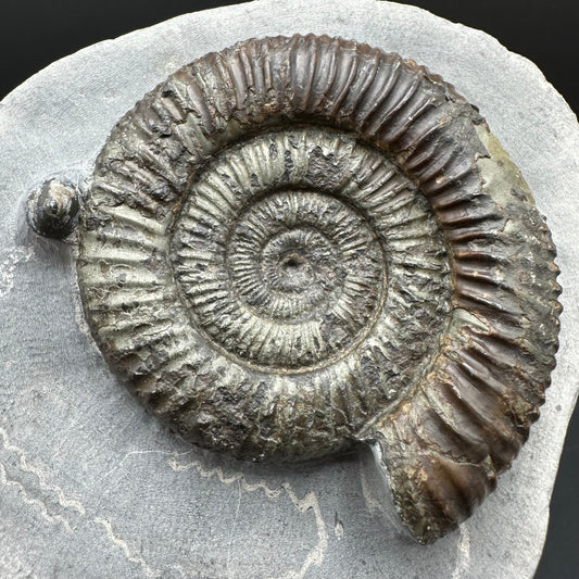 Dactylioceras Ammonite Fossil With Box And Stand - Whitby, North Yorkshire Jurassic Coast Yorkshire Fossils