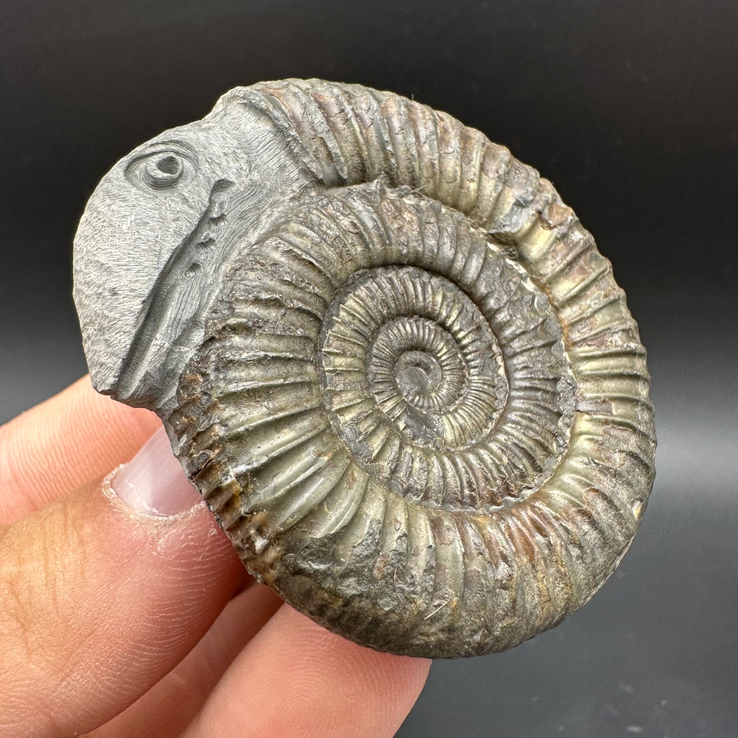 Snakestone Ammonite Fossil With Bag/Box And Stand - Whitby, North Yorkshire Jurassic Coast Yorkshire Fossils