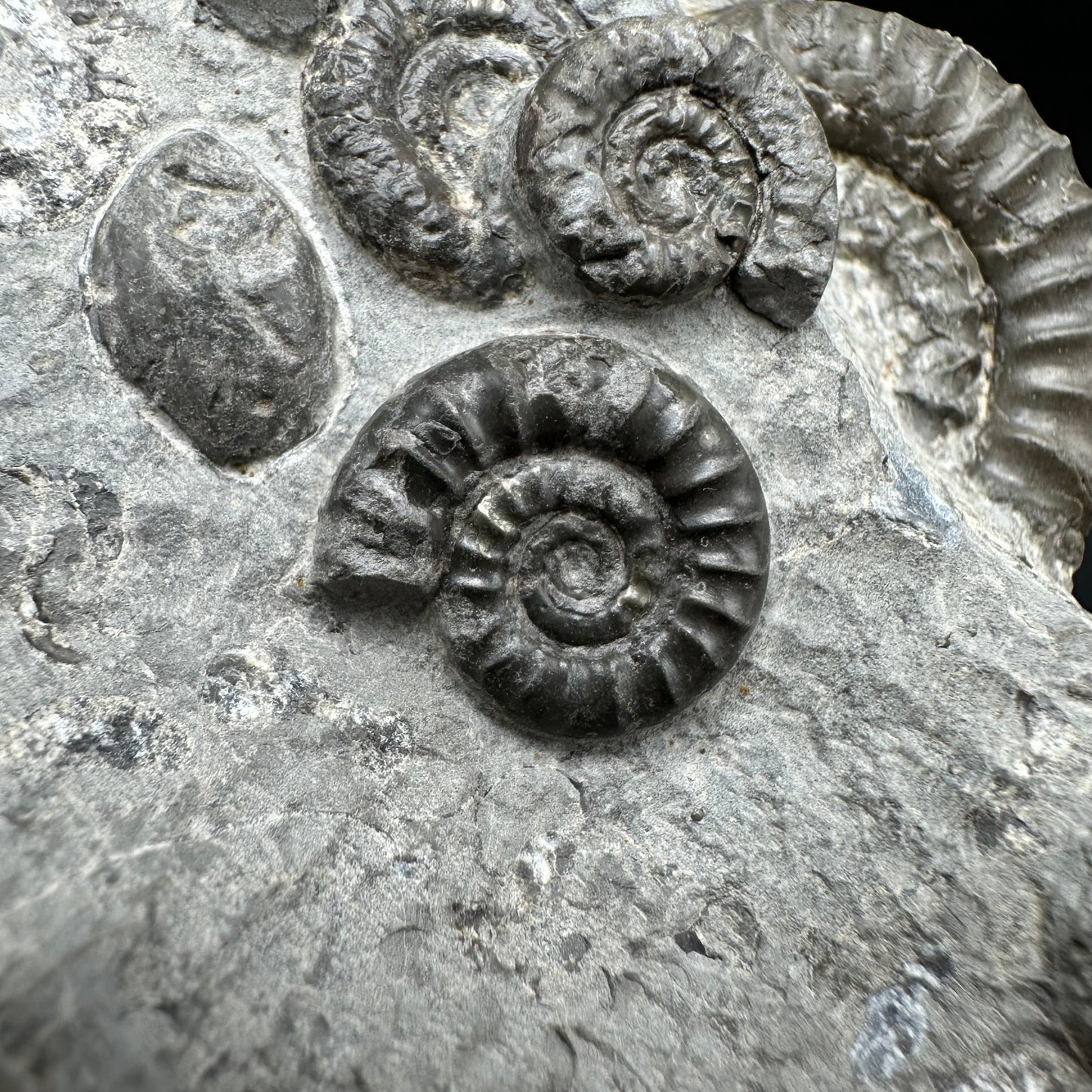Arnioceras ammonite shell fossil with stand - Whitby, North Yorkshire Jurassic Coast Yorkshire Fossils