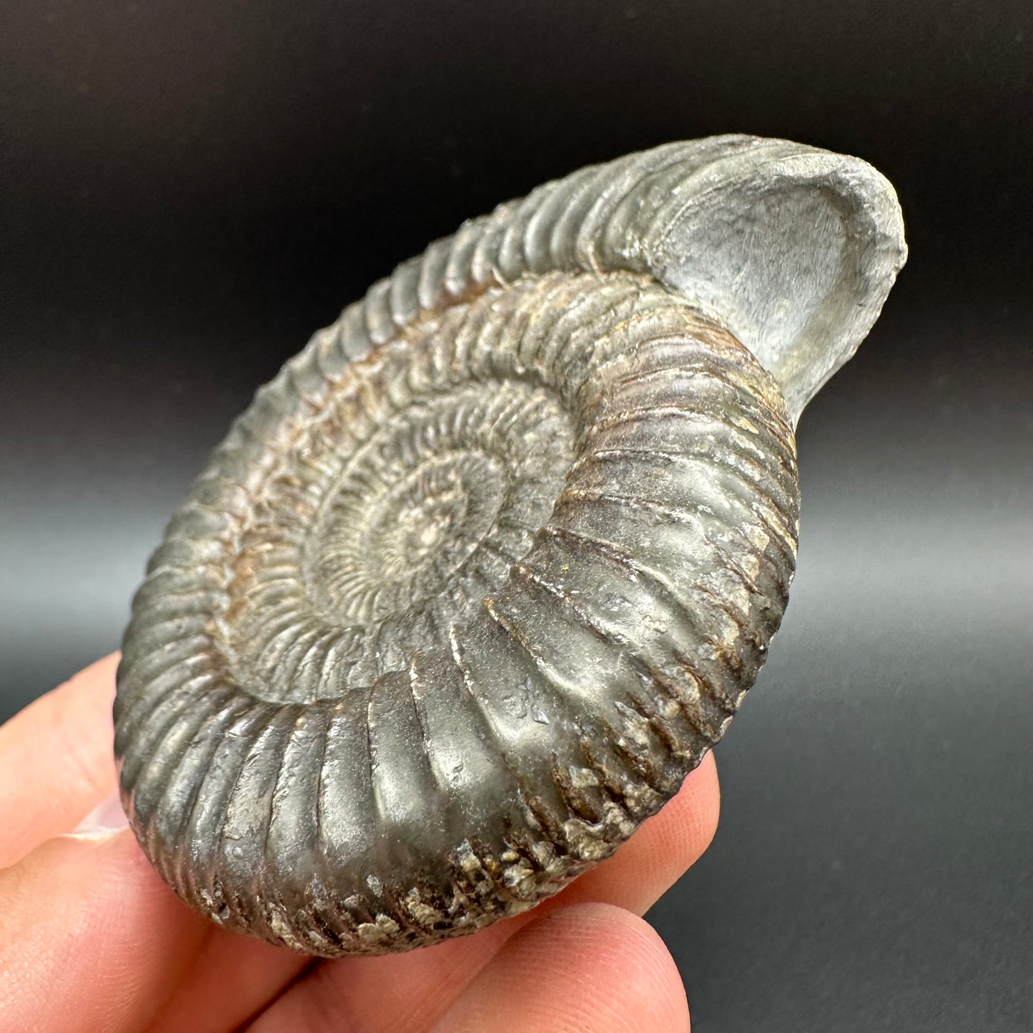 Dactylioceras Ammonite Fossil With Box And Stand - Whitby, North Yorkshire Jurassic Coast Yorkshire Fossils
