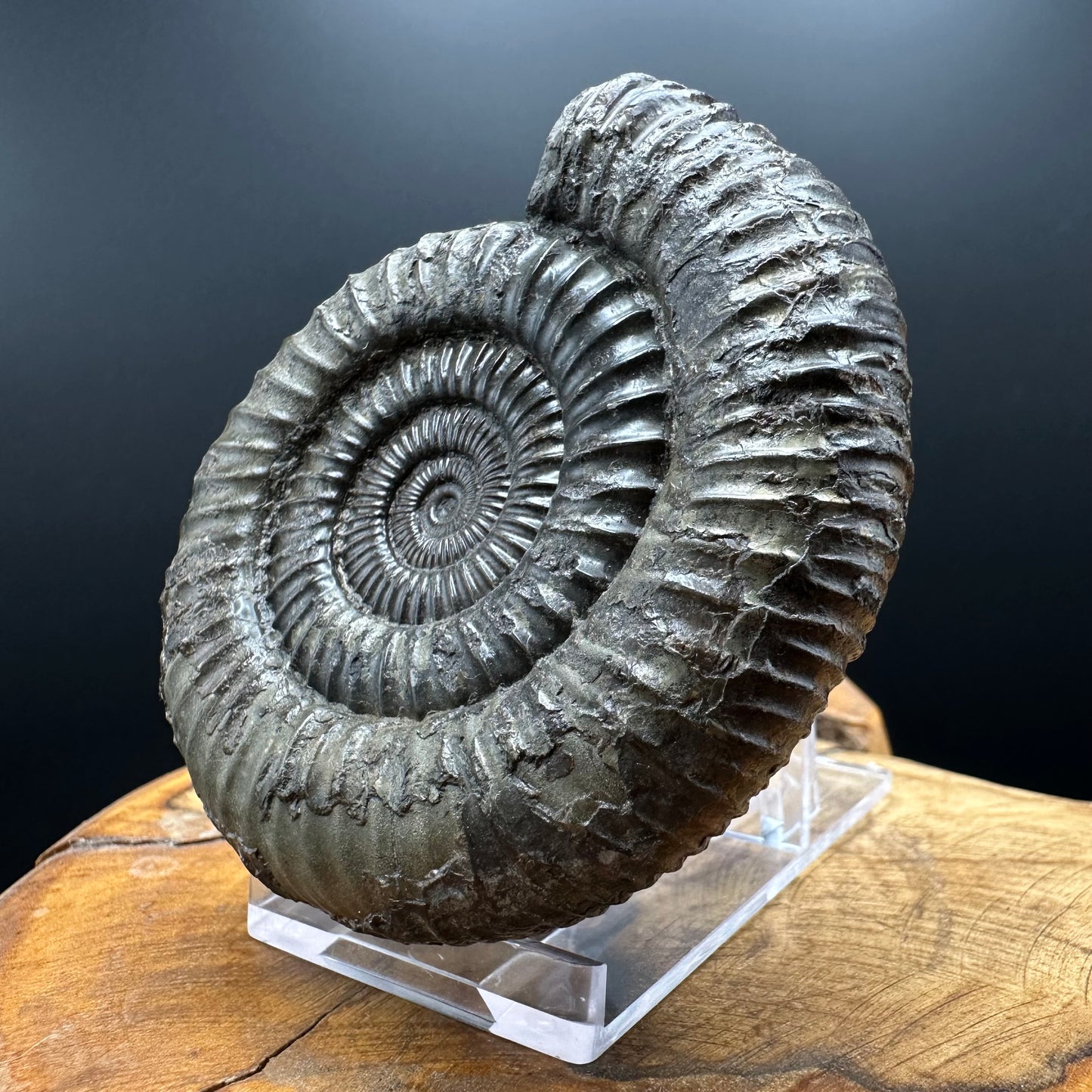 Dactylioceras Ammonite Fossil With box and Stand - Whitby, North Yorkshire Jurassic Coast Yorkshire Fossils