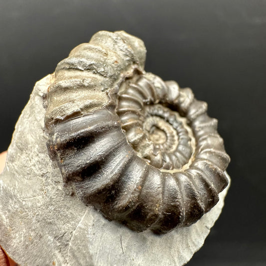 Gagaticeras Ammonite fossil with box and stand - Whitby, North Yorkshire Jurassic Coast Yorkshire Fossils