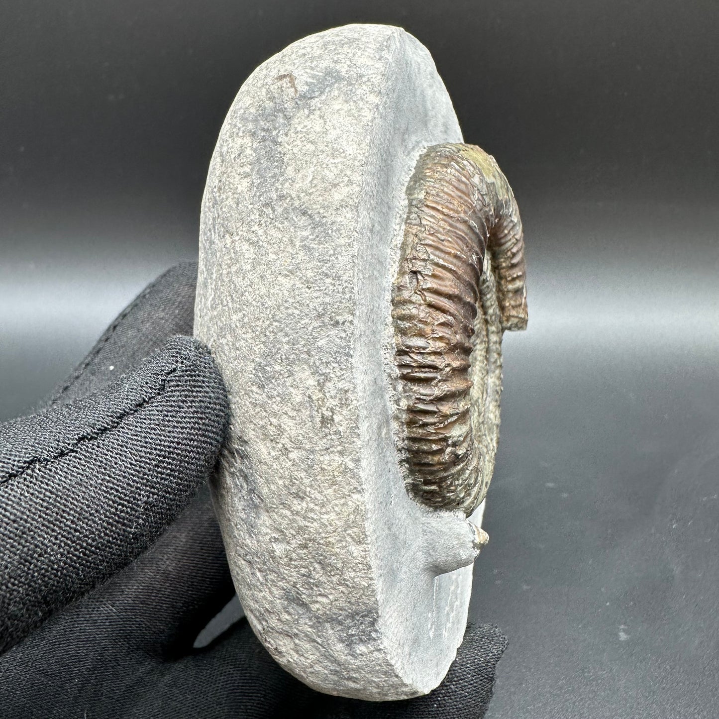 Dactylioceras Ammonite Fossil With Box And Stand - Whitby, North Yorkshire Jurassic Coast Yorkshire Fossils