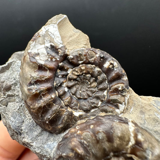 Amaltheus subnodosus Ammonite fossil with stand - Whitby, North Yorkshire Jurassic Coast Yorkshire Fossils