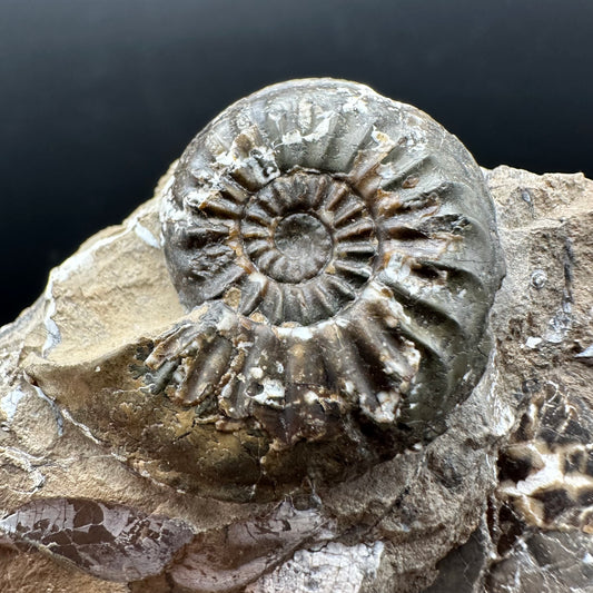 Amaltheus subnodosus Ammonite fossil with stand - Whitby, North Yorkshire Jurassic Coast Yorkshire Fossils