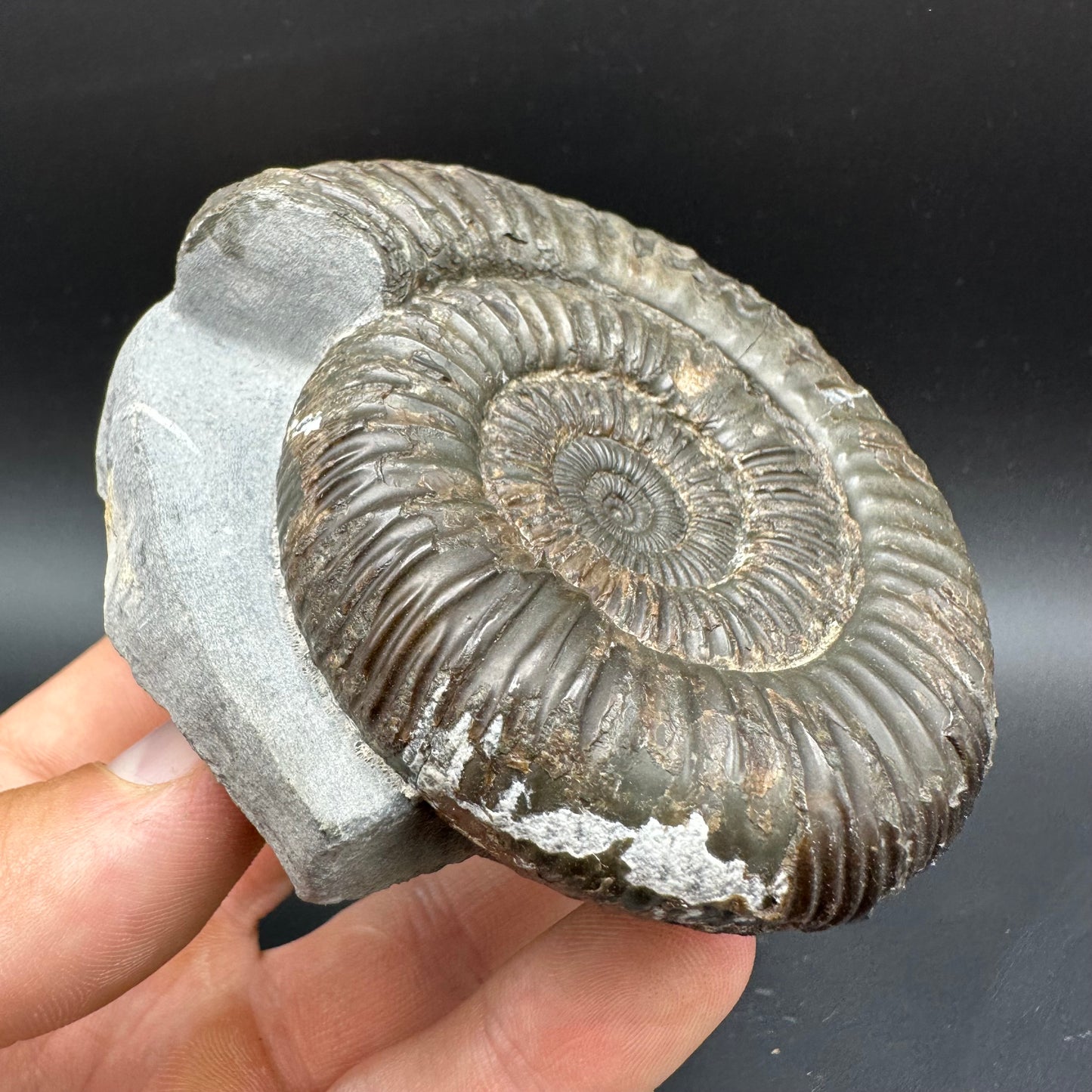 Dactylioceras Ammonite Fossil With box and Stand - Whitby, North Yorkshire Jurassic Coast Yorkshire Fossils