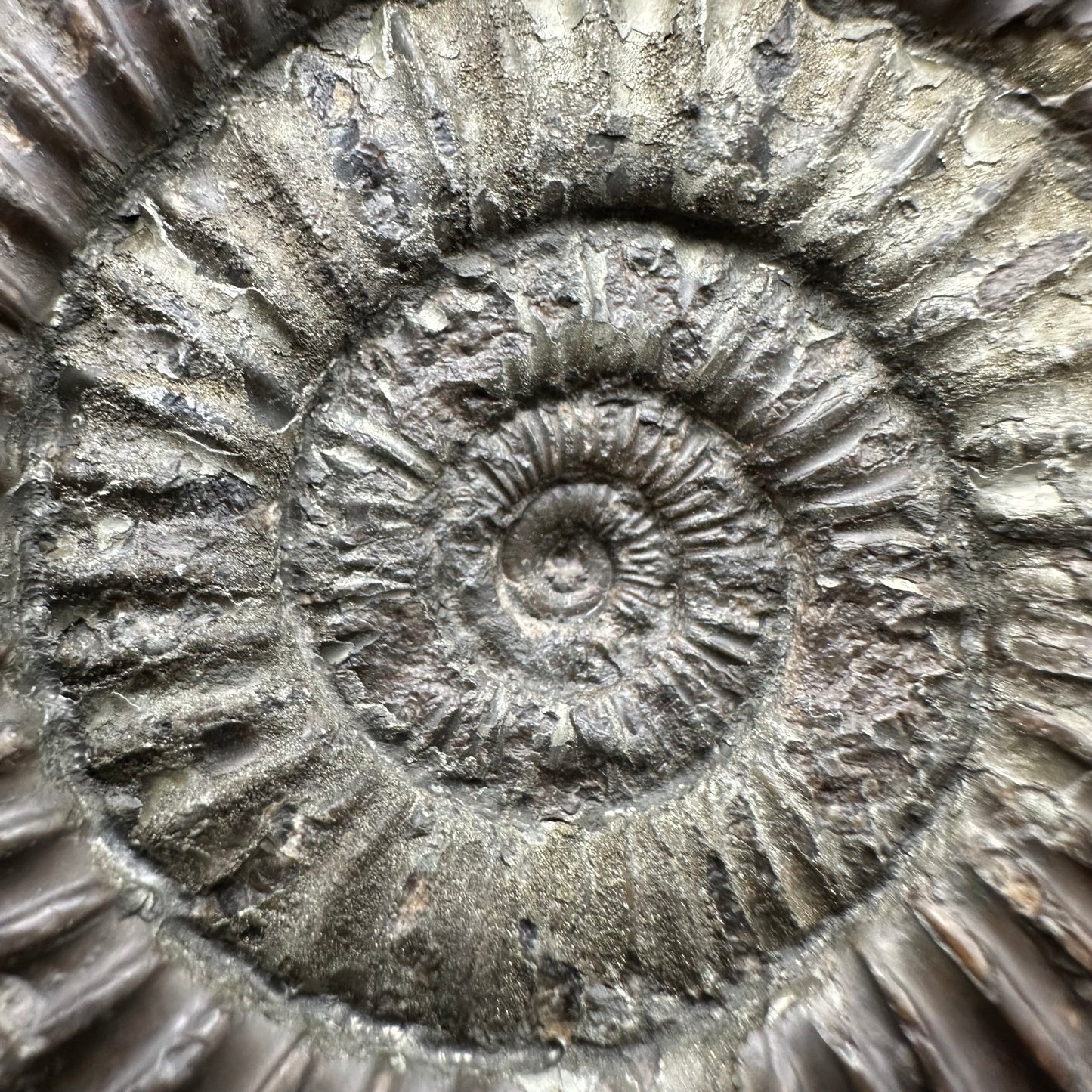 Dactylioceras Ammonite Fossil With Box And Stand - Whitby, North Yorkshire Jurassic Coast Yorkshire Fossils