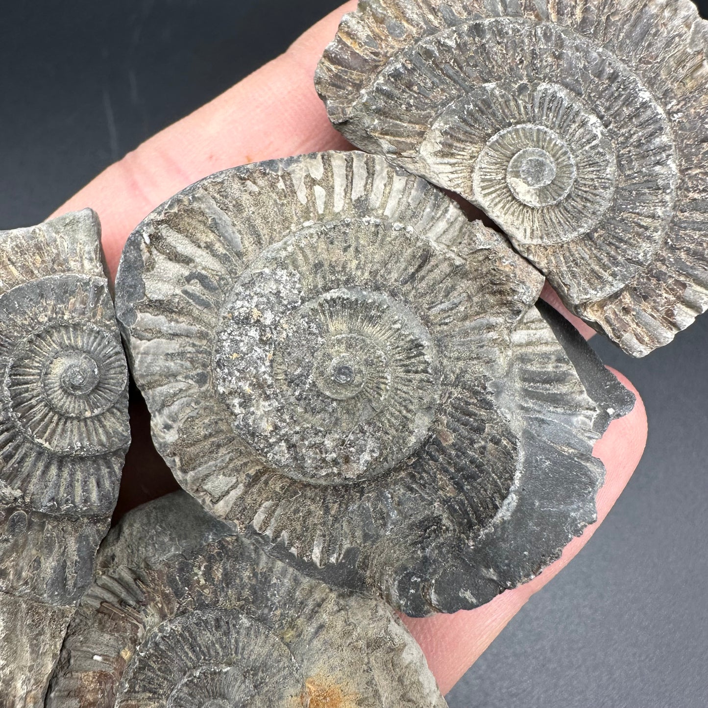 Dactylioceras imprint (negative) bundle ammonite shell fossil with box - Whitby, North Yorkshire, Yorkshire Fossils
