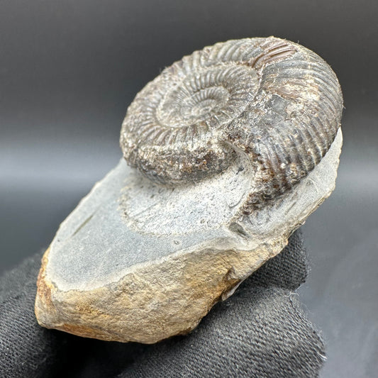 Dactylioceras Ammonite Fossil With Box And Stand - Whitby, North Yorkshire Jurassic Coast Yorkshire Fossils