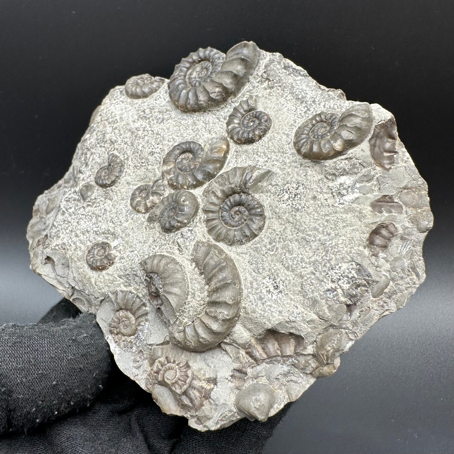 Eugassiceras Ammonite shell fossil with box and stand - Whitby, North Yorkshire Jurassic Coast Yorkshire Fossils