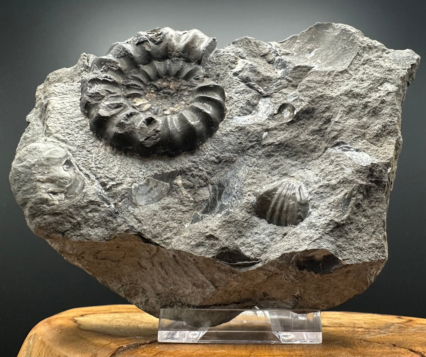 Androgynoceras maculatum ammonite fossil with box and stand - Whitby, North Yorkshire Jurassic Coast Yorkshire Fossils