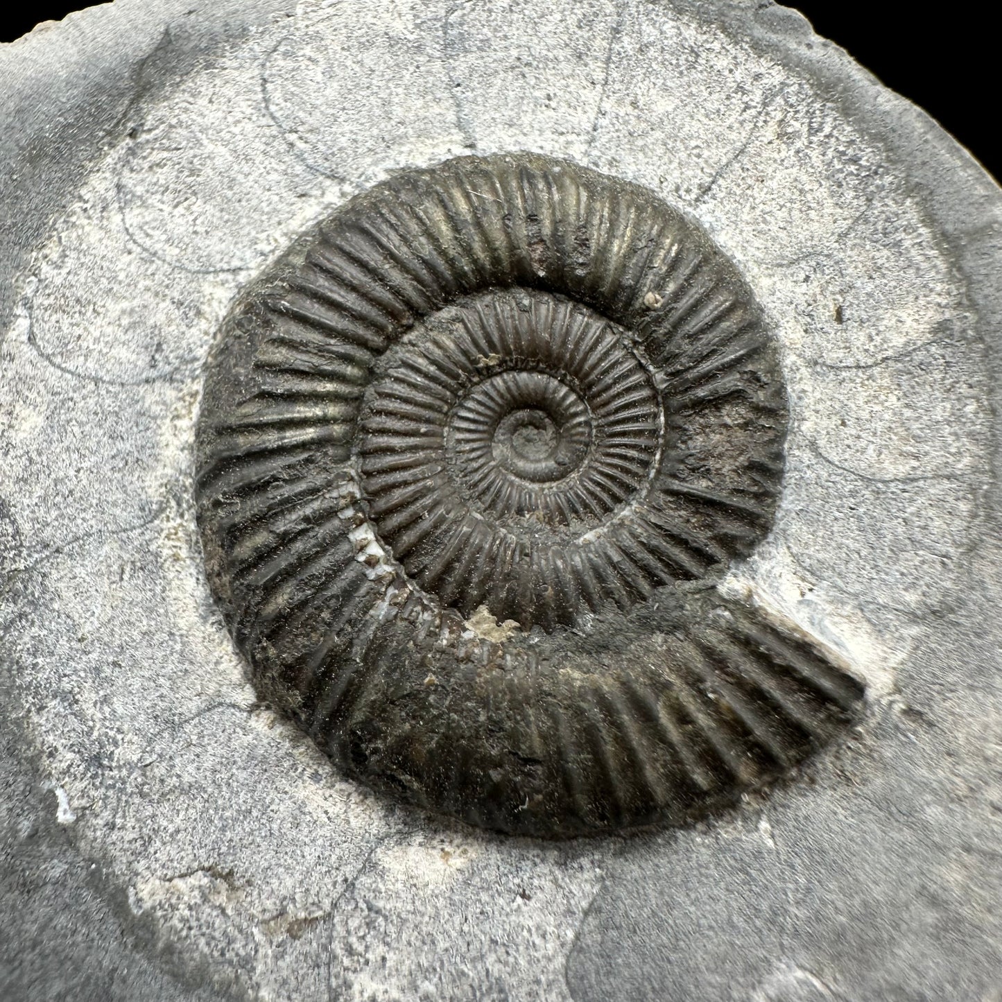 Dactylioceras Ammonite Fossil With Box And Stand - Whitby, North Yorkshire Jurassic Coast Yorkshire Fossils