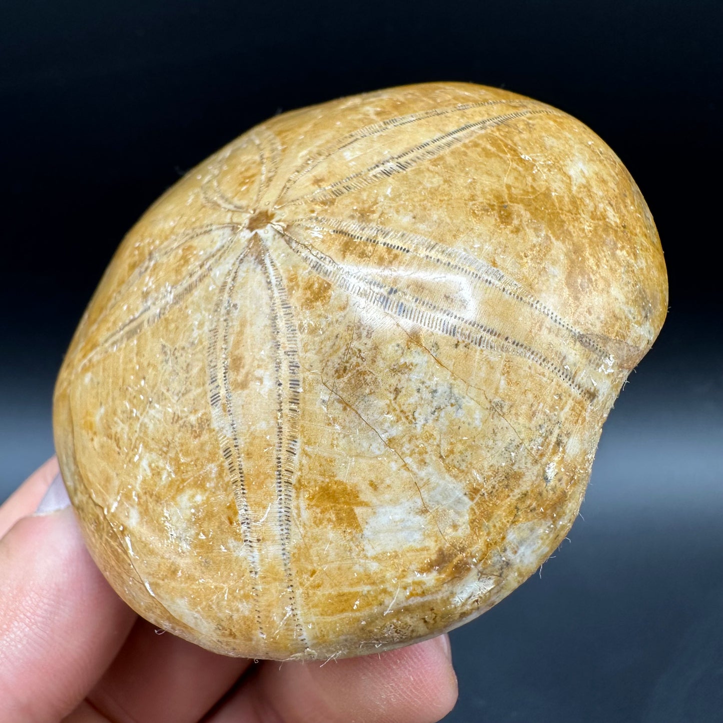 Holectypus Sea Urchin Fossil With Box And Stand - Middle Jurassic Madagascar