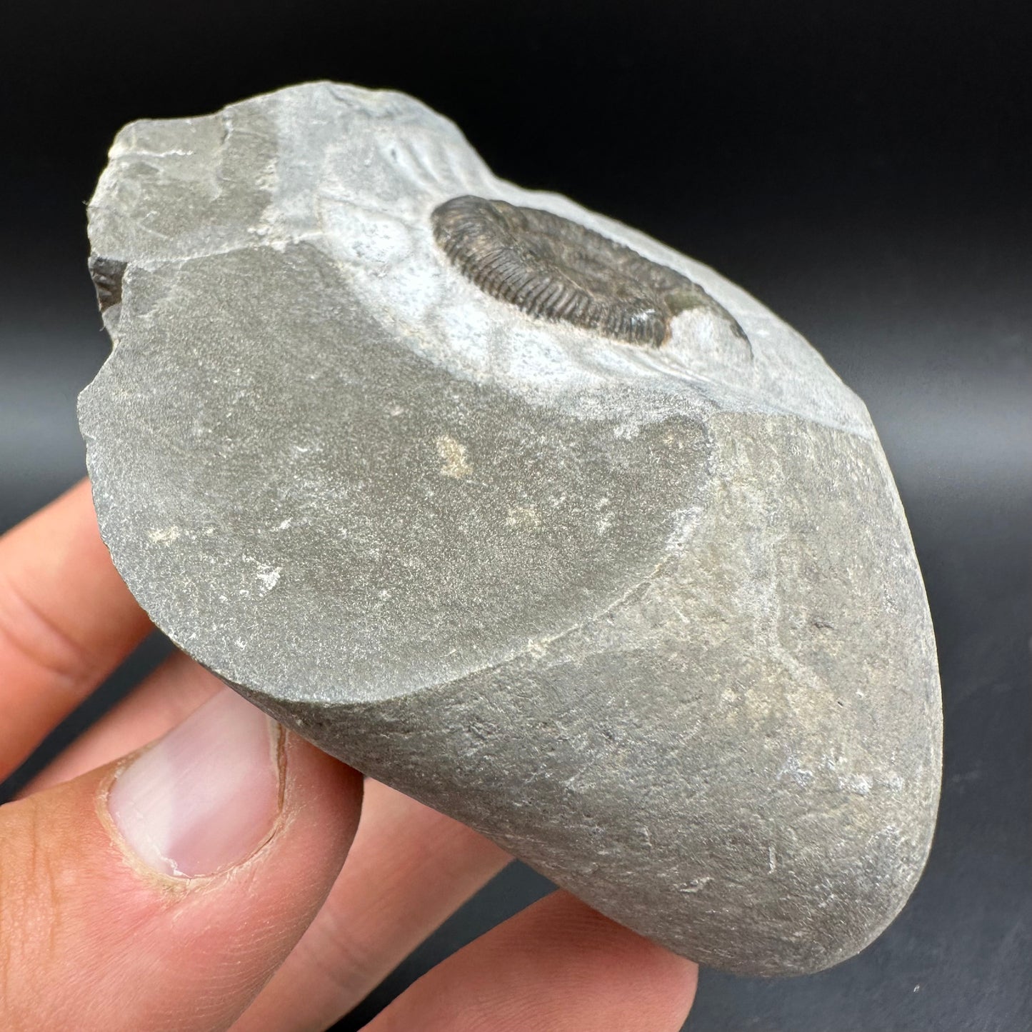 Dactylioceras Ammonite Fossil With Box And Stand - Whitby, North Yorkshire Jurassic Coast Yorkshire Fossils