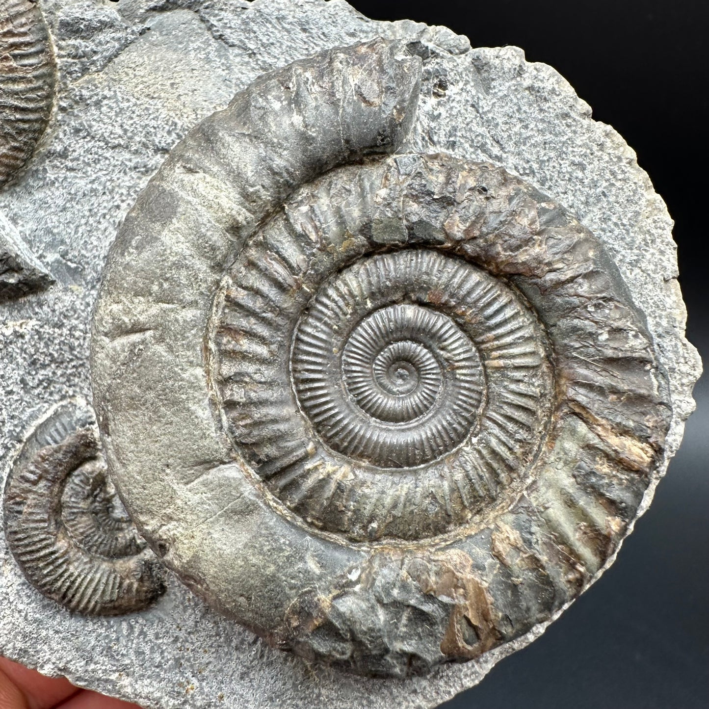 Dactylioceras Ammonite Fossil With Box And Stand - Whitby, North Yorkshire Jurassic Coast Yorkshire Fossils