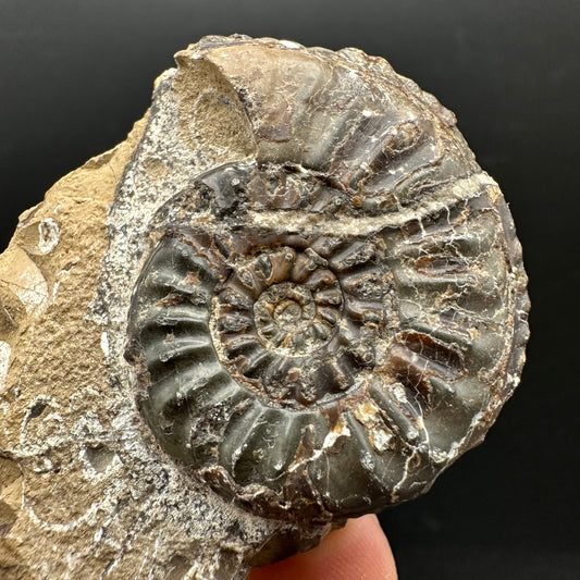 Amaltheus subnodosus Ammonite fossil with stand - Whitby, North Yorkshire Jurassic Coast Yorkshire Fossils