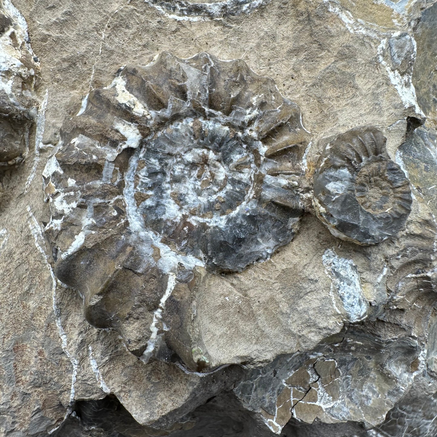 Androgynoceras capricornus Ammonite fossil - Whitby, North Yorkshire Jurassic Coast Yorkshire Fossils