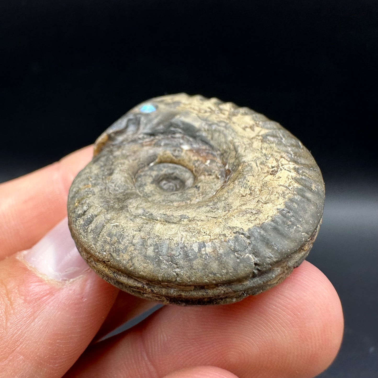 Snakestone Ammonite Fossil With Bag/Box And Stand - Whitby, North Yorkshire Jurassic Coast Yorkshire Fossils