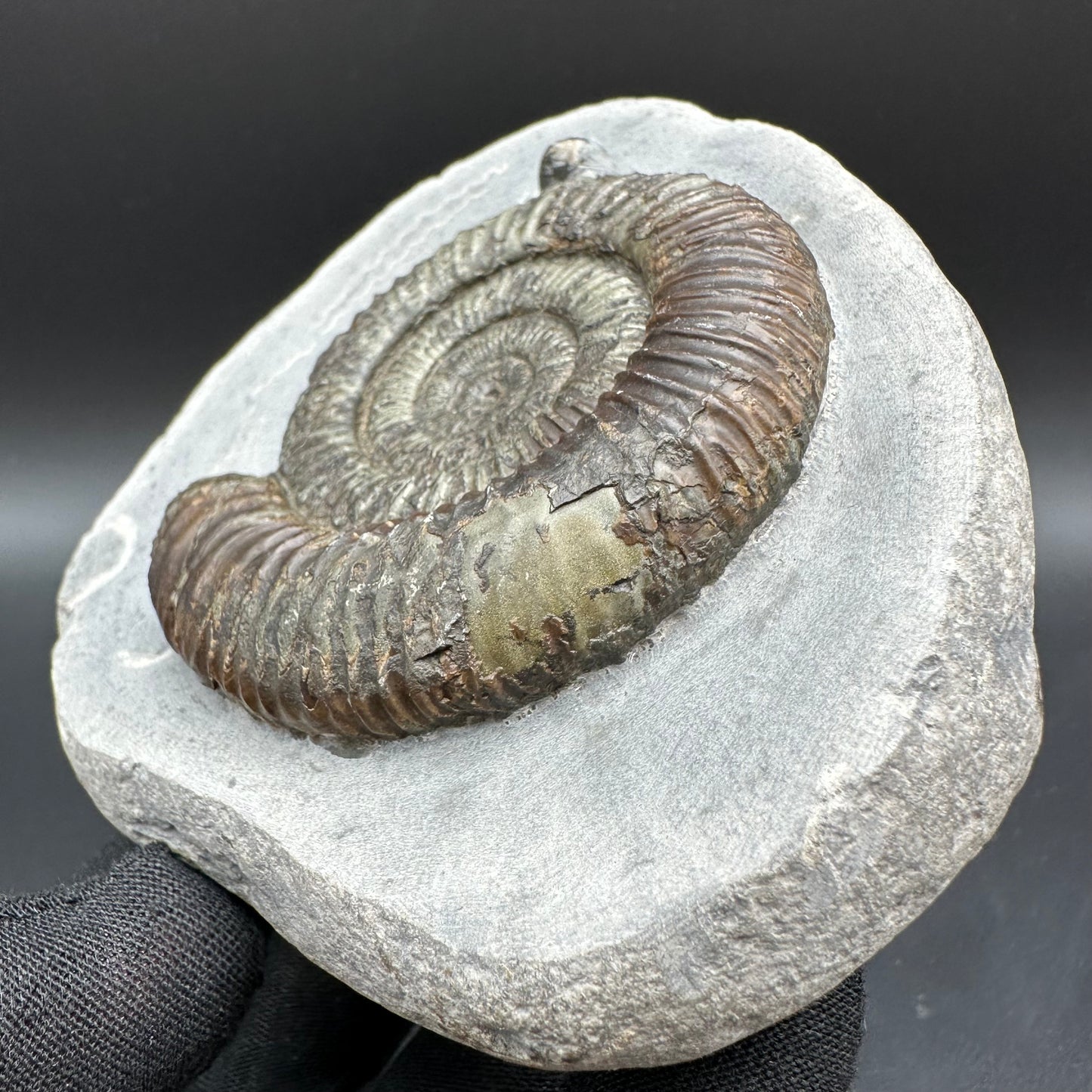 Dactylioceras Ammonite Fossil With Box And Stand - Whitby, North Yorkshire Jurassic Coast Yorkshire Fossils
