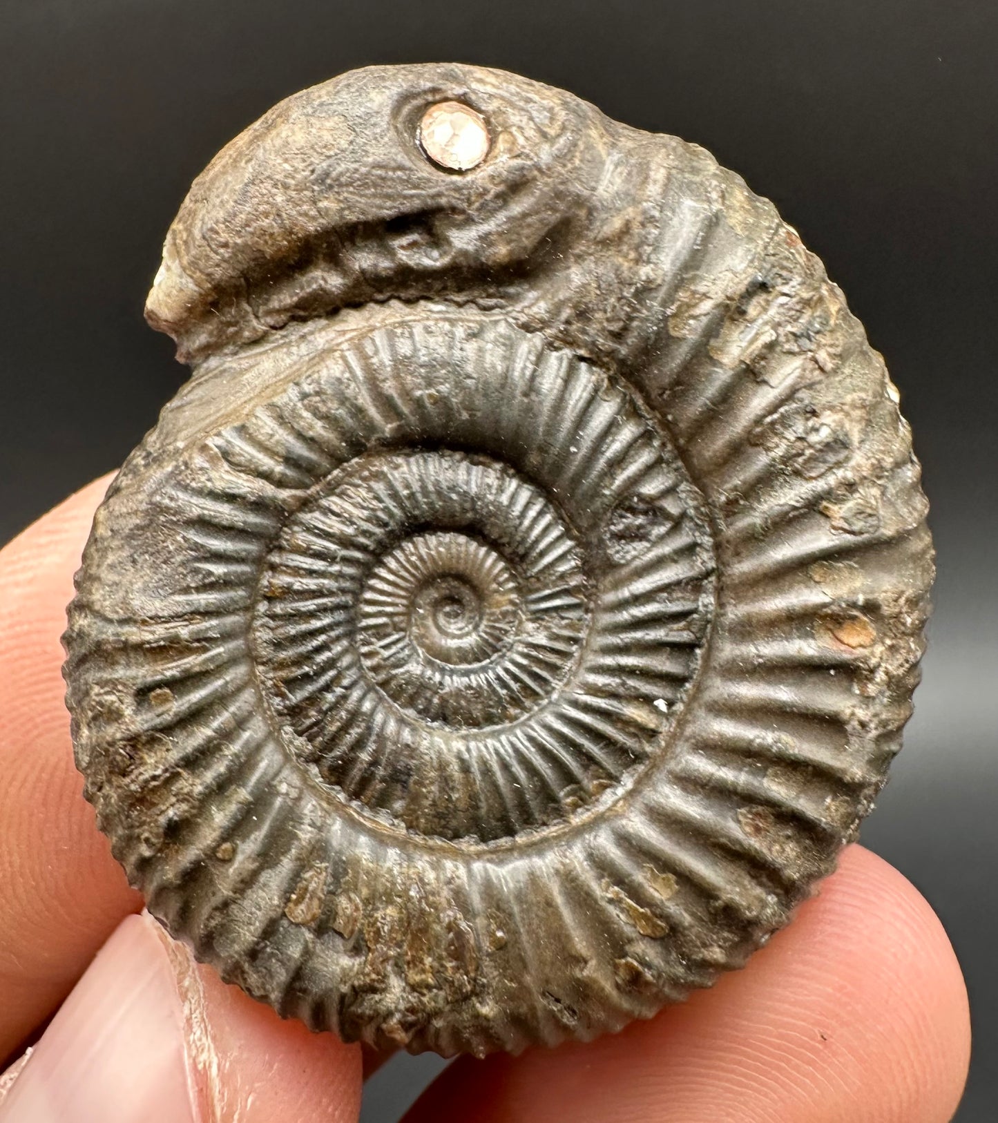 Snakestone Ammonite Fossil With Bag/Box And Stand - Whitby, North Yorkshire Jurassic Coast Yorkshire Fossils