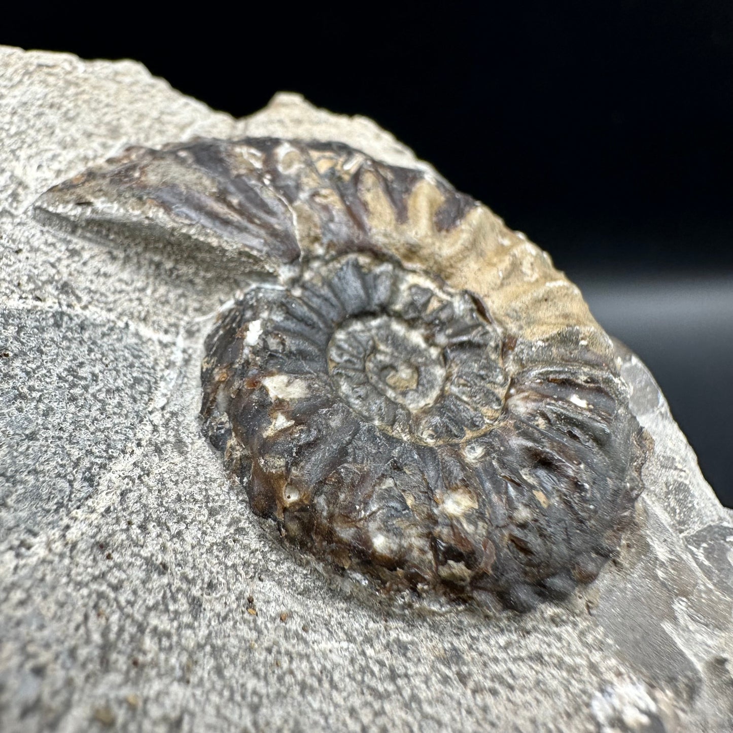 Amaltheus subnodosus Ammonite fossil with box and stand - Whitby, North Yorkshire Jurassic Coast Yorkshire Fossils