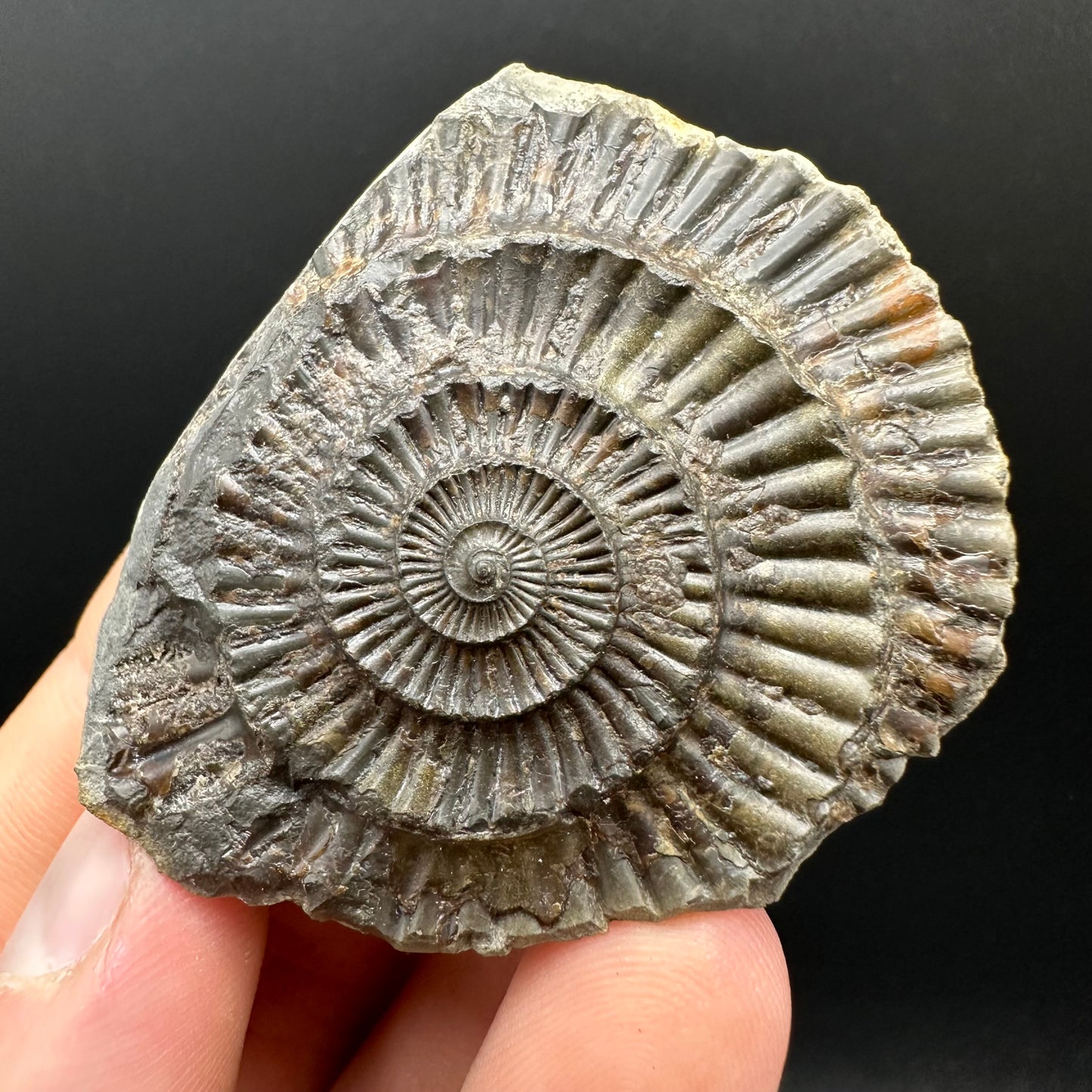 Dactylioceras Ammonite nodule (split pair) Fossil With Box And Stand - Whitby, North Yorkshire Jurassic Coast Yorkshire Fossils
