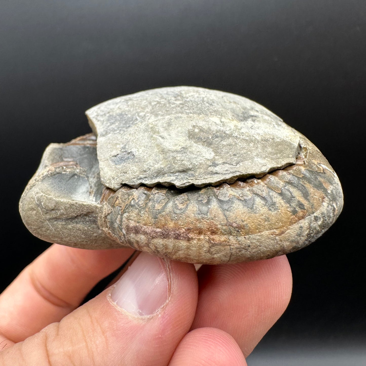 Dactylioceras Ammonite nodule (split pair) Fossil With Box And Stand - Whitby, North Yorkshire Jurassic Coast Yorkshire Fossils