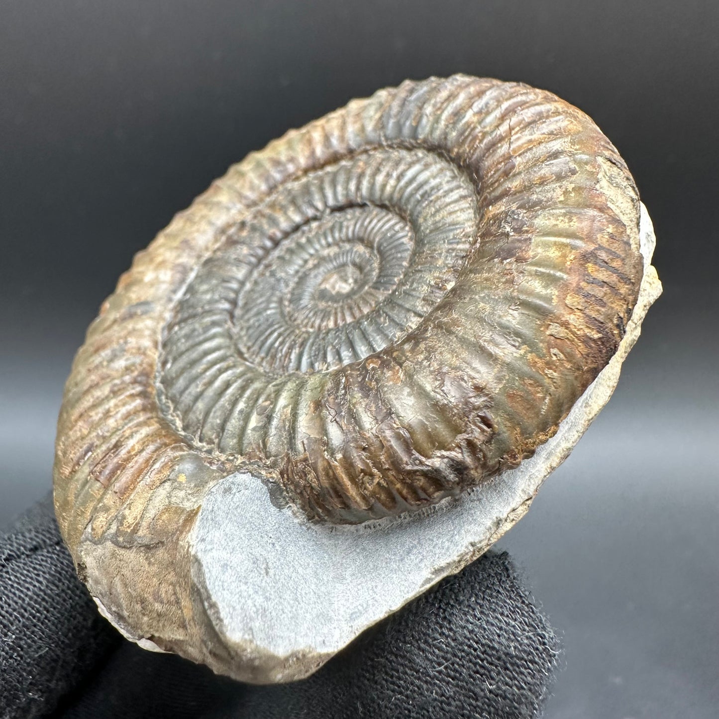 Dactylioceras Ammonite Fossil With Box And Stand - Whitby, North Yorkshire Jurassic Coast Yorkshire Fossils