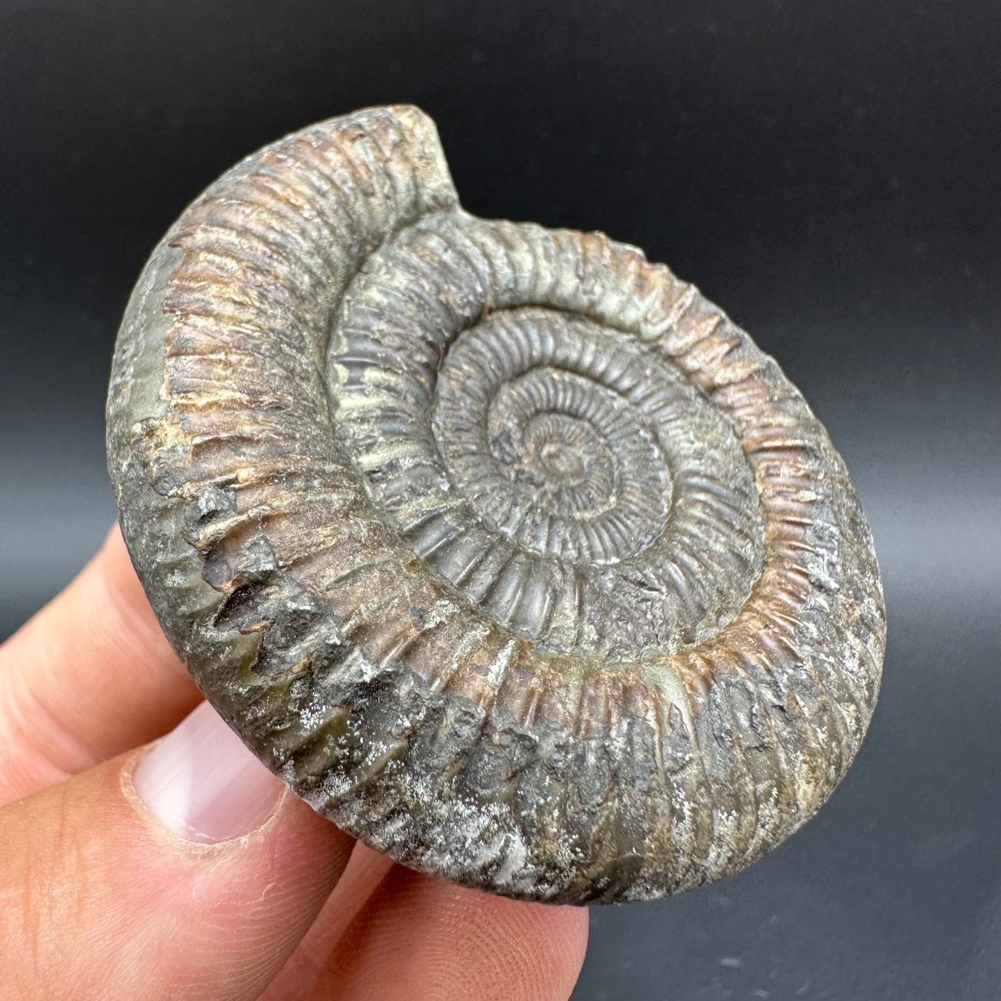 Dactylioceras Ammonite Fossil With Box And Stand - Whitby, North Yorkshire Jurassic Coast Yorkshire Fossils
