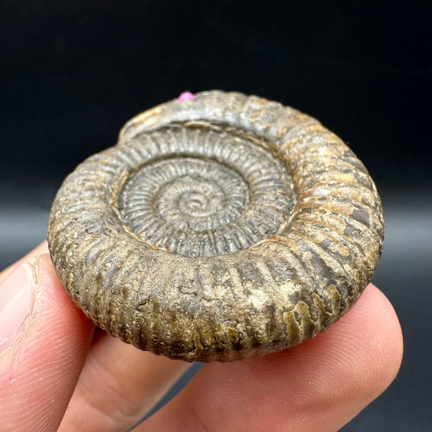 Snakestone Ammonite Fossil With Bag/Box And Stand - Whitby, North Yorkshire Jurassic Coast Yorkshire Fossils