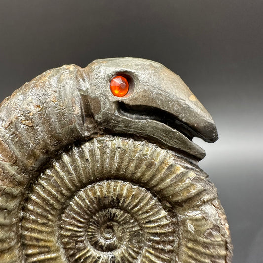 Snakestone Ammonite Fossil With Bag/Box And Stand - Whitby, North Yorkshire Jurassic Coast Yorkshire Fossils