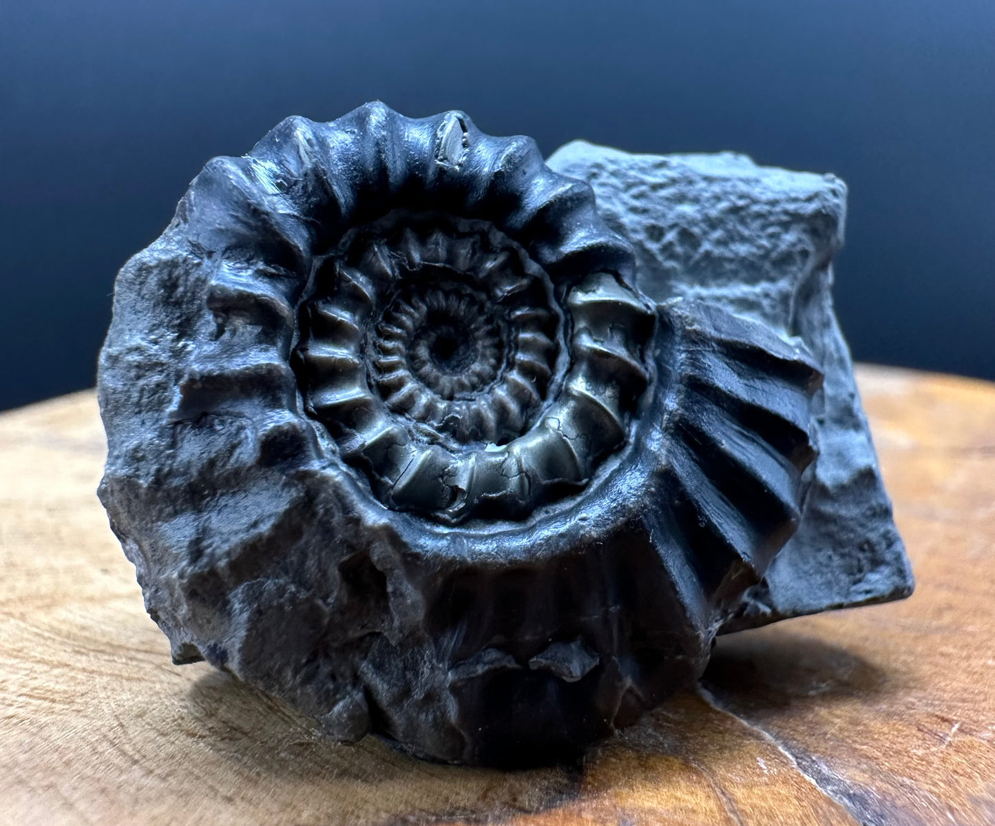 Gagaticeras Ammonite fossil with box and stand - Whitby, North Yorkshire Jurassic Coast Yorkshire Fossils