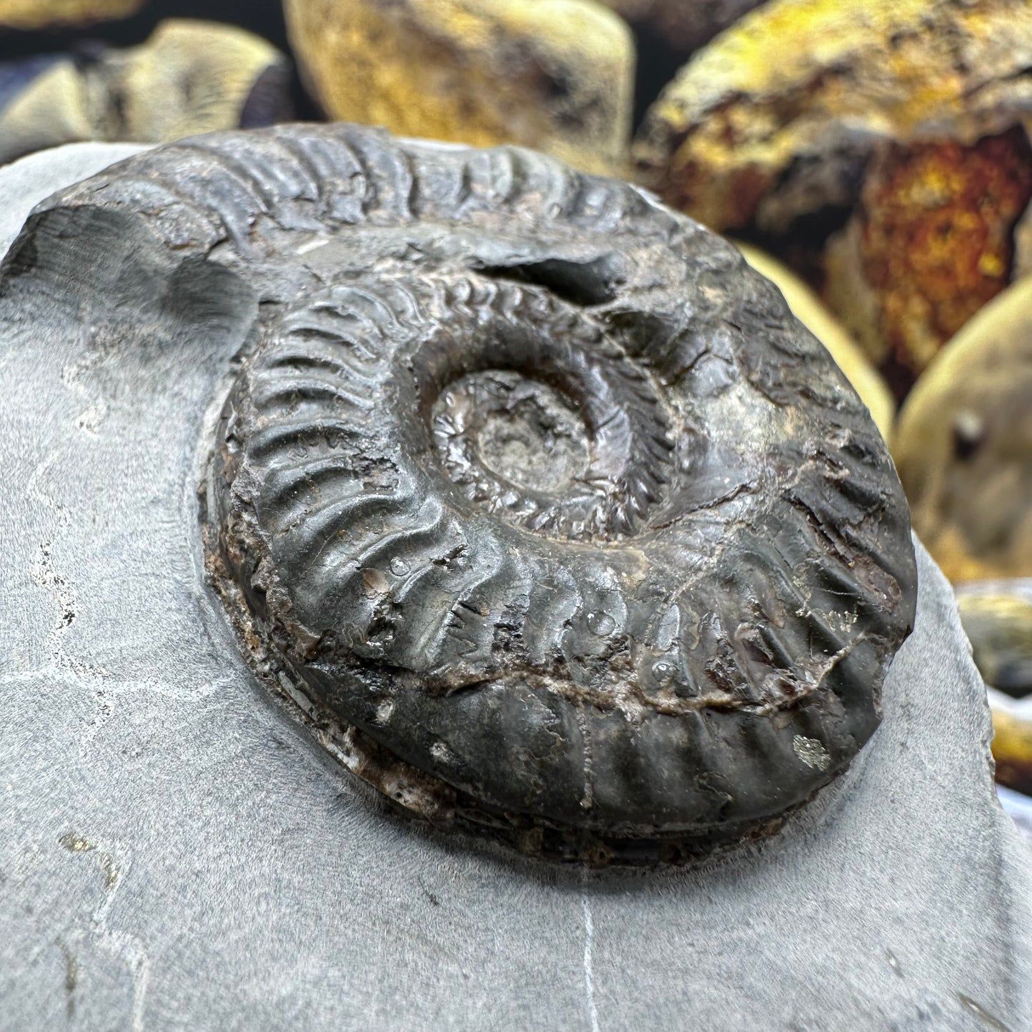 Hildoceras lusitanicum ammonite fossil - Whitby, North Yorkshire, Jurassic Coast, Yorkshire Fossils